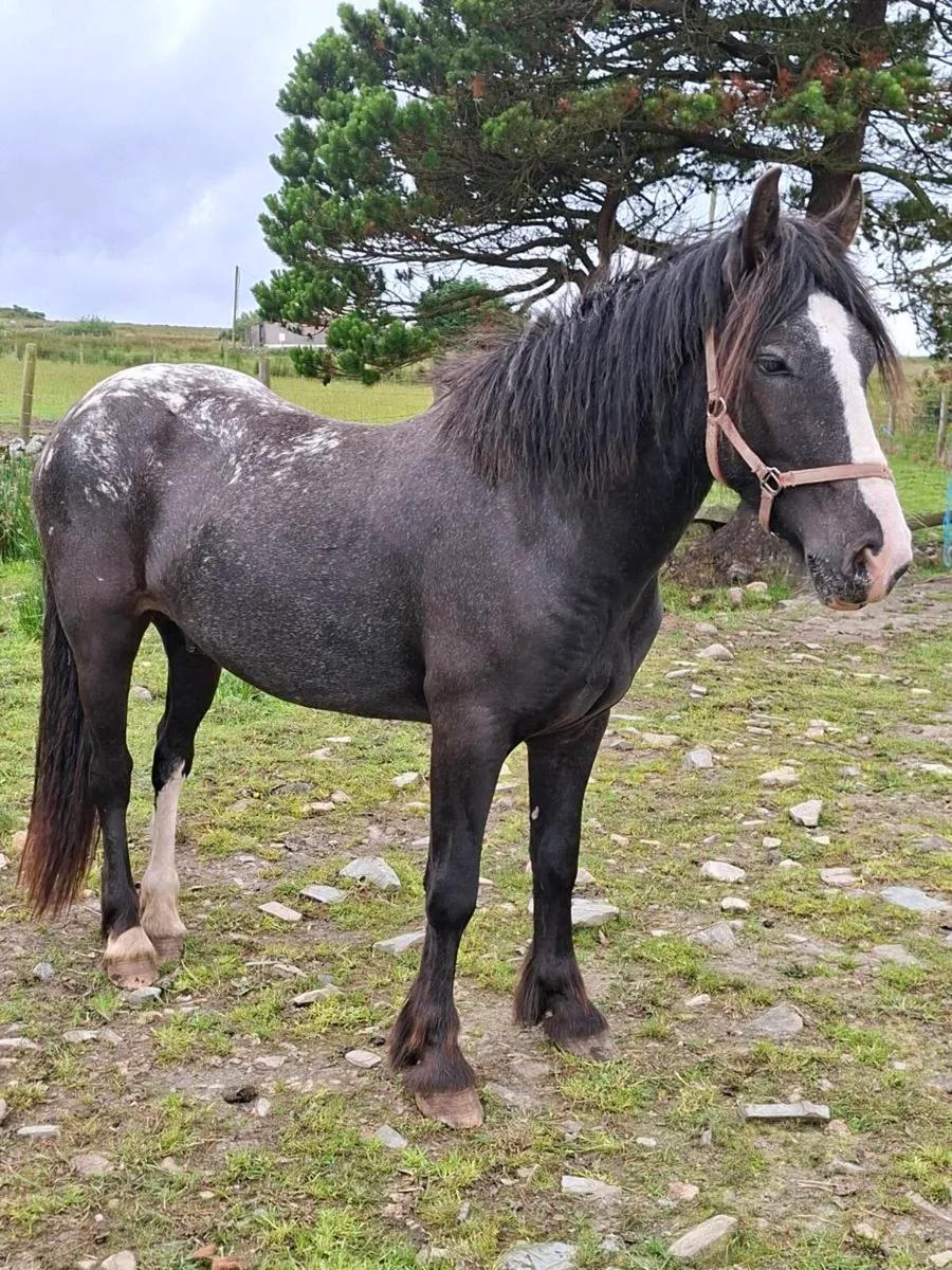 3yr 13hh gelding, 2yr mini shetland colt - Image 4