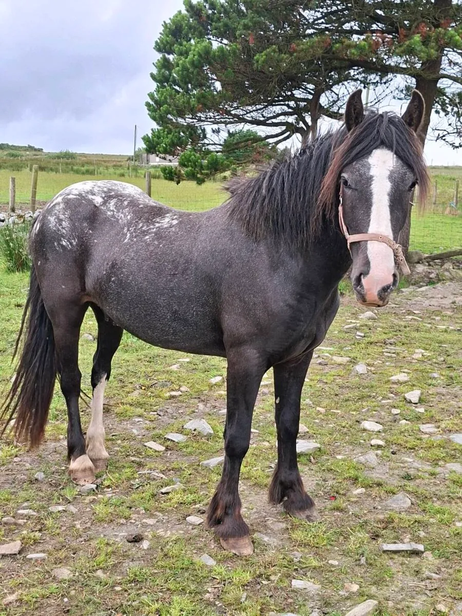 3yr 13hh gelding, 2yr mini shetland colt - Image 1