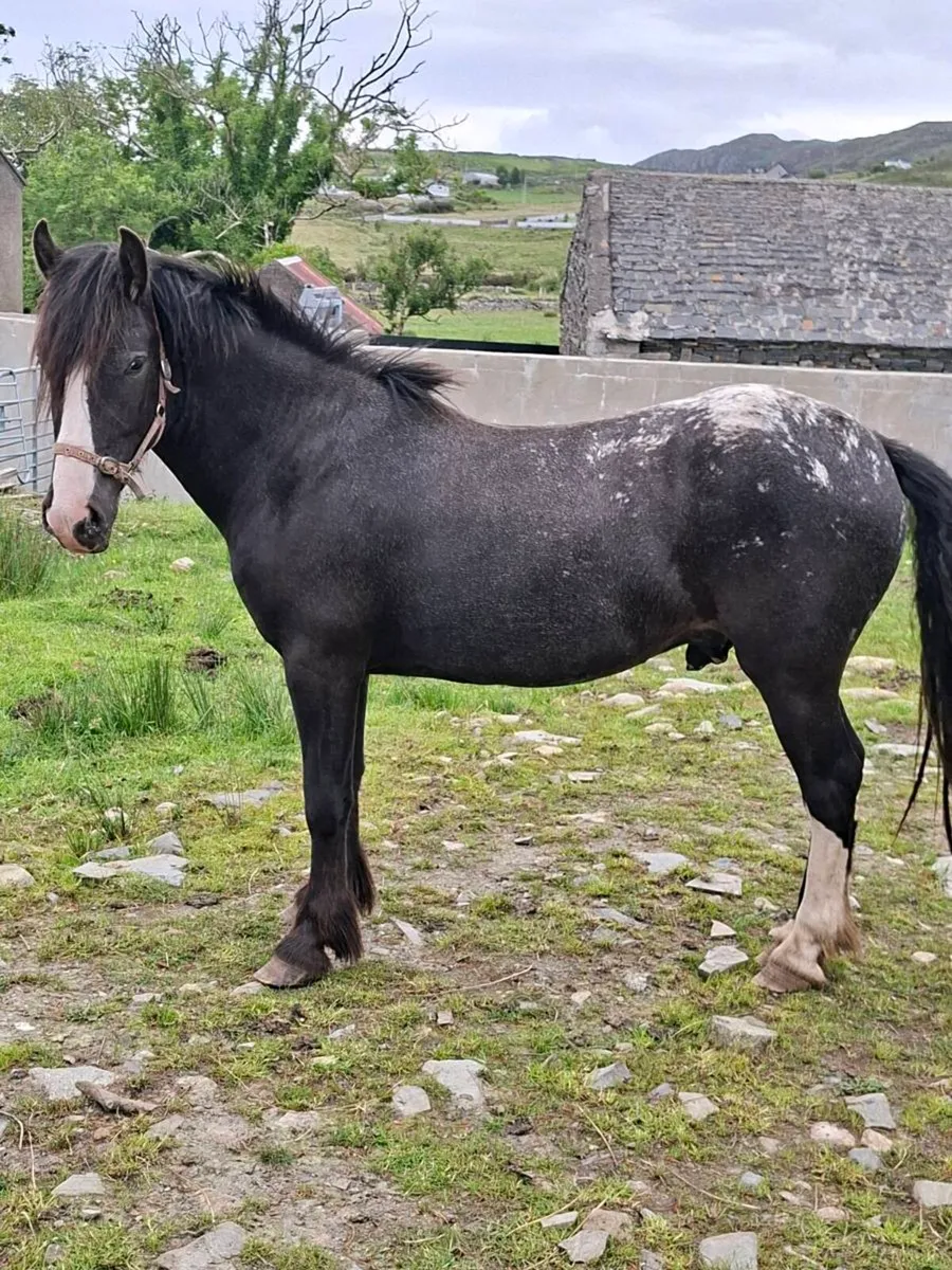 3yr 13hh gelding, 2yr mini shetland colt - Image 2