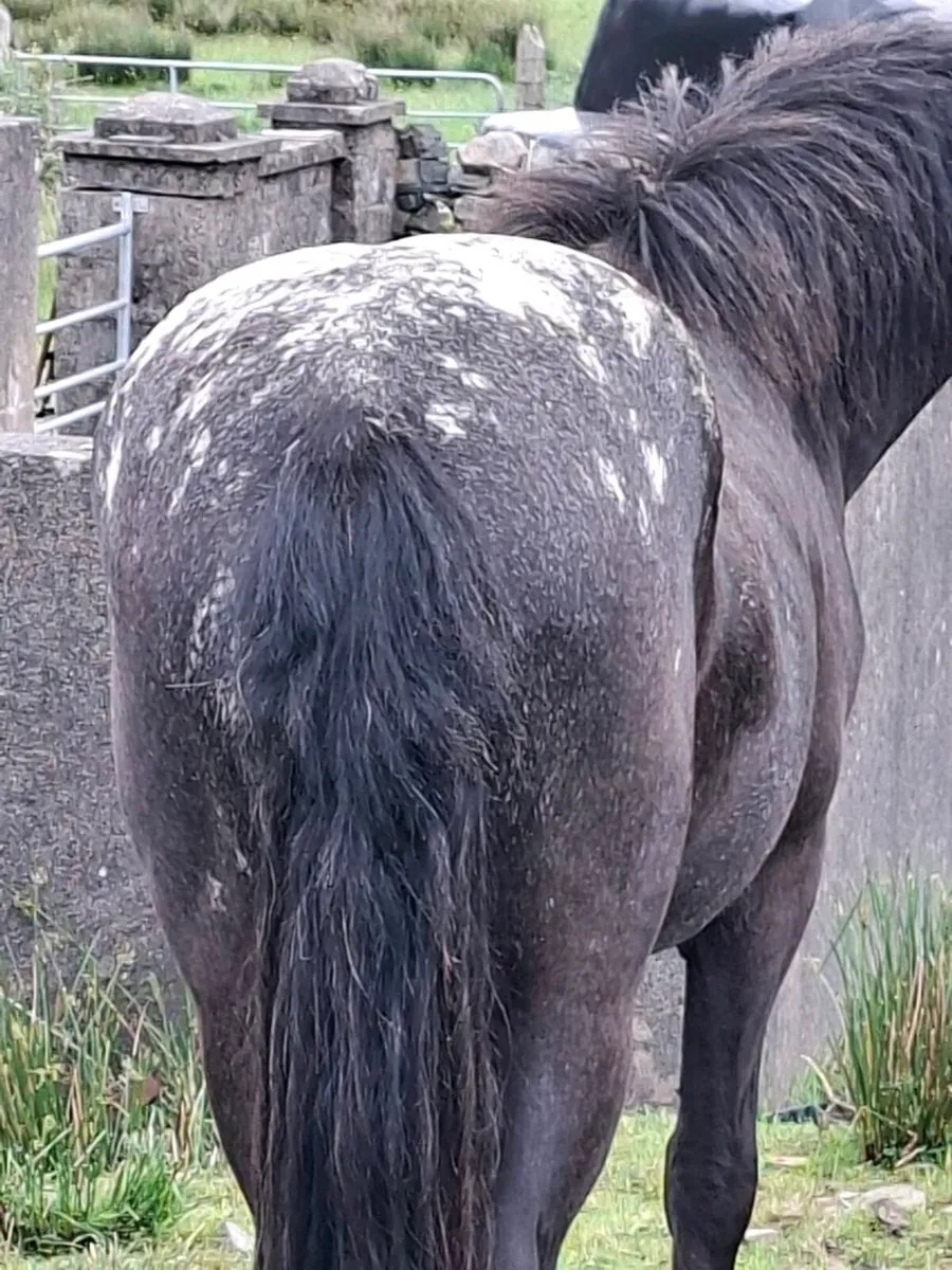 3yr 13hh gelding, 2yr mini shetland colt - Image 3