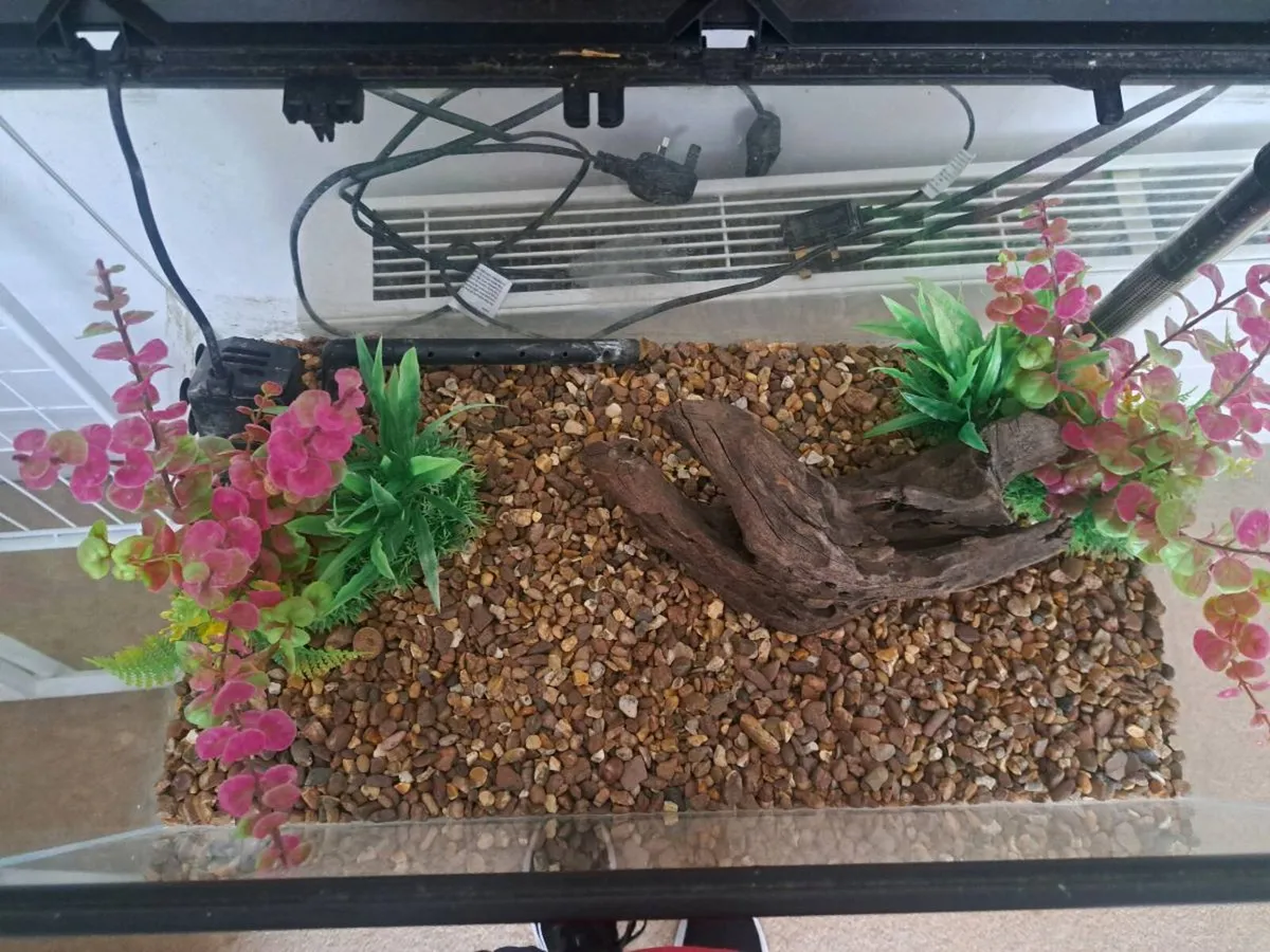 Fish Tank - Image 2