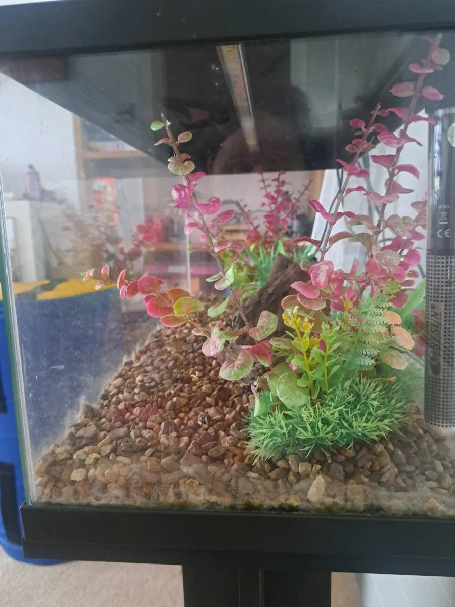 Fish Tank - Image 3