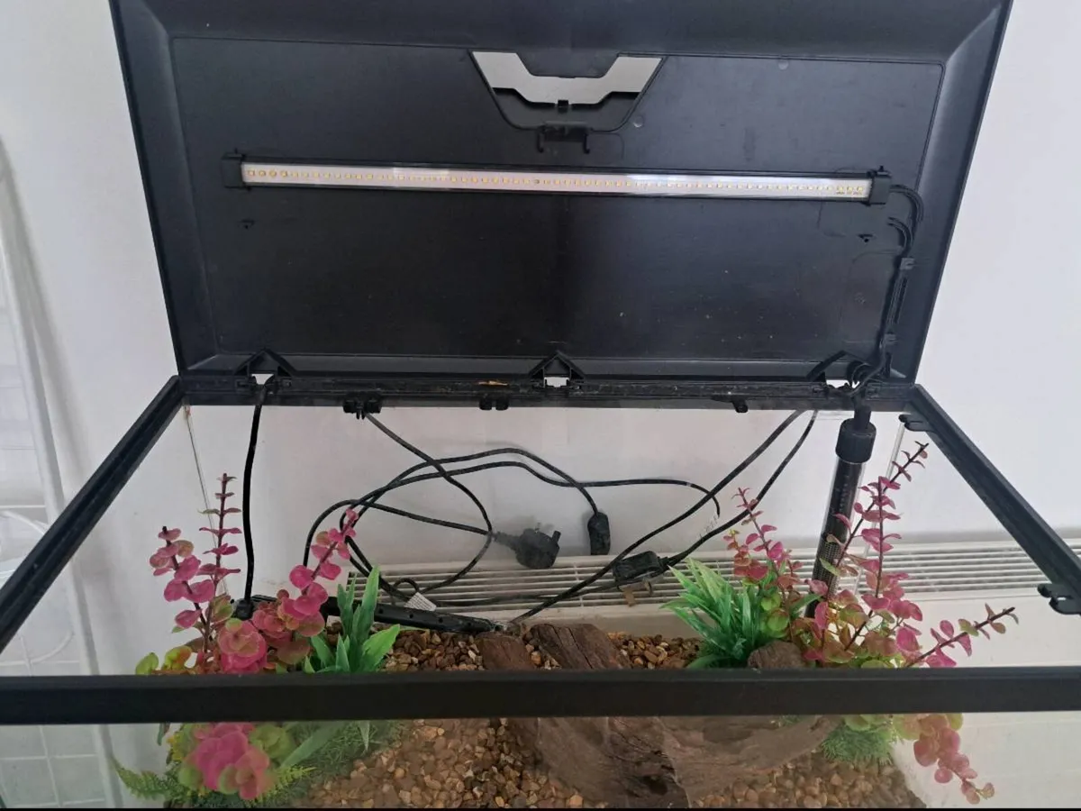 Fish Tank - Image 4