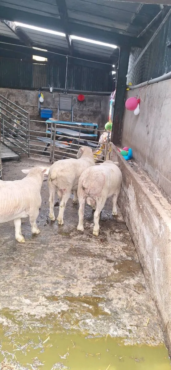 Sheep - Image 1