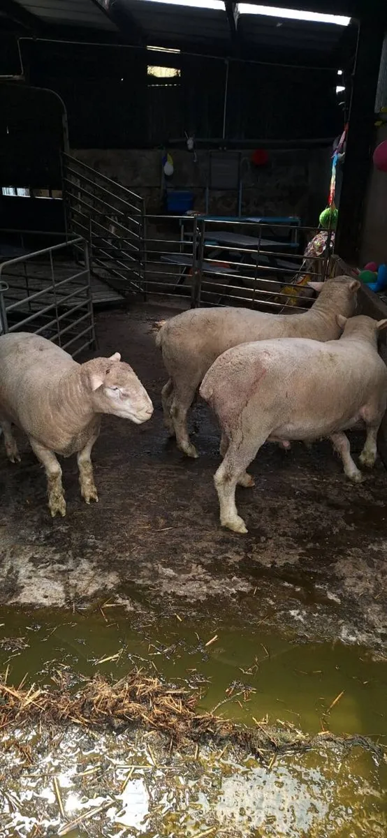 Sheep - Image 2