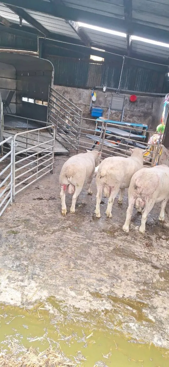 Sheep - Image 3