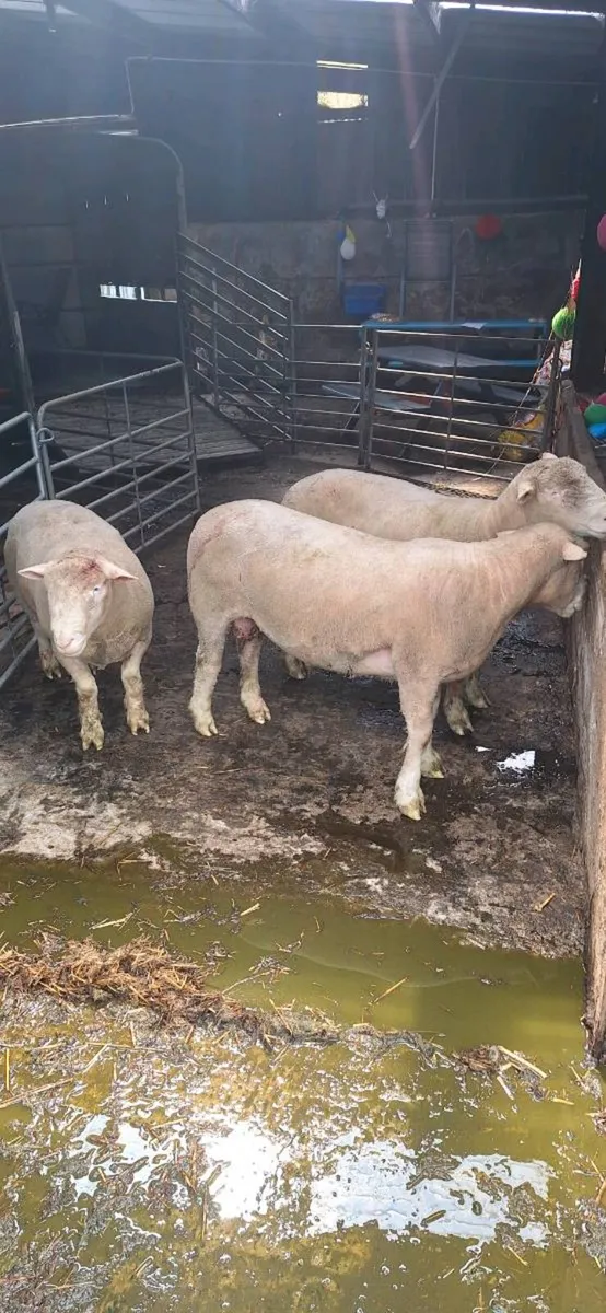 Sheep - Image 4