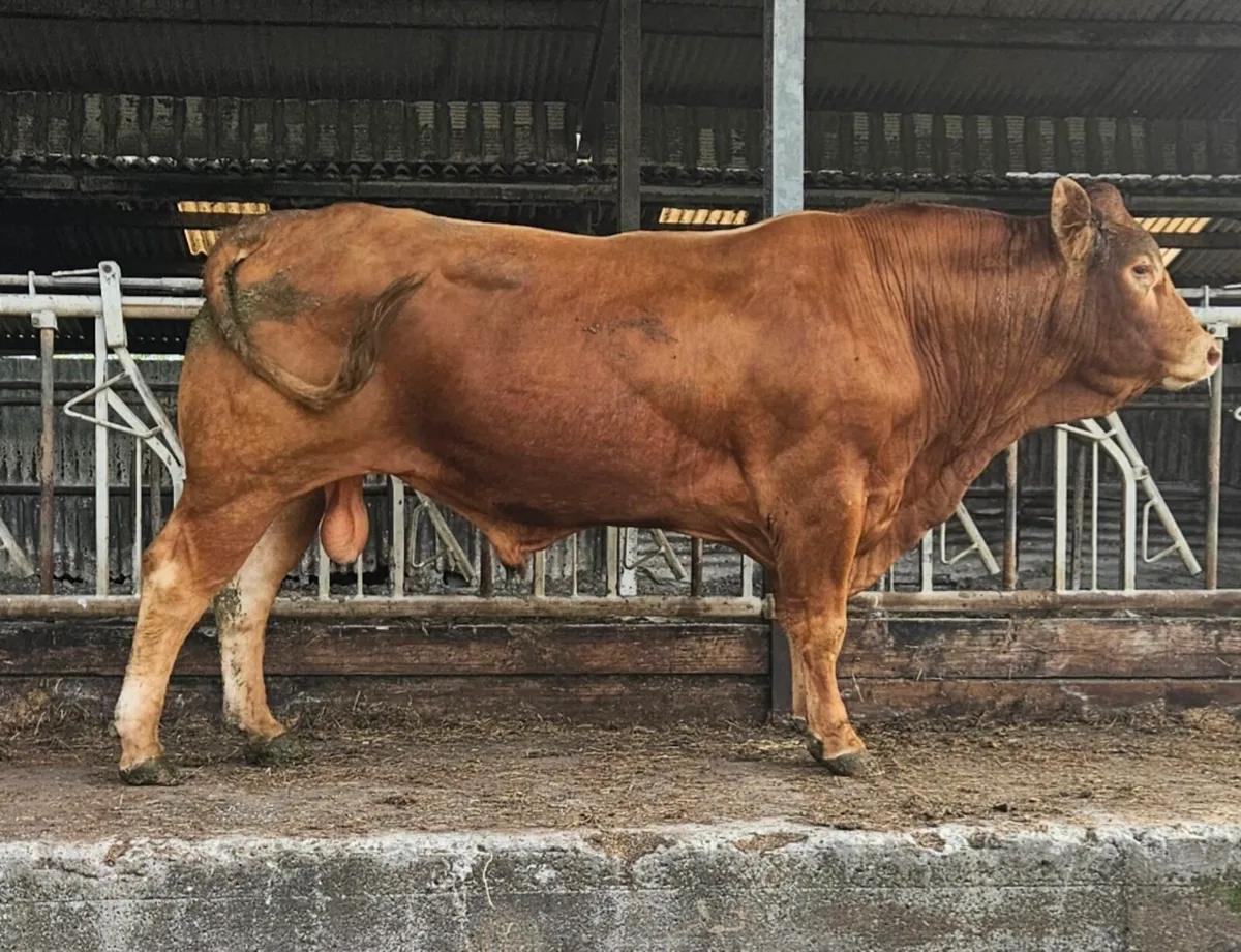 5 star PB Limousin Bull - Image 1