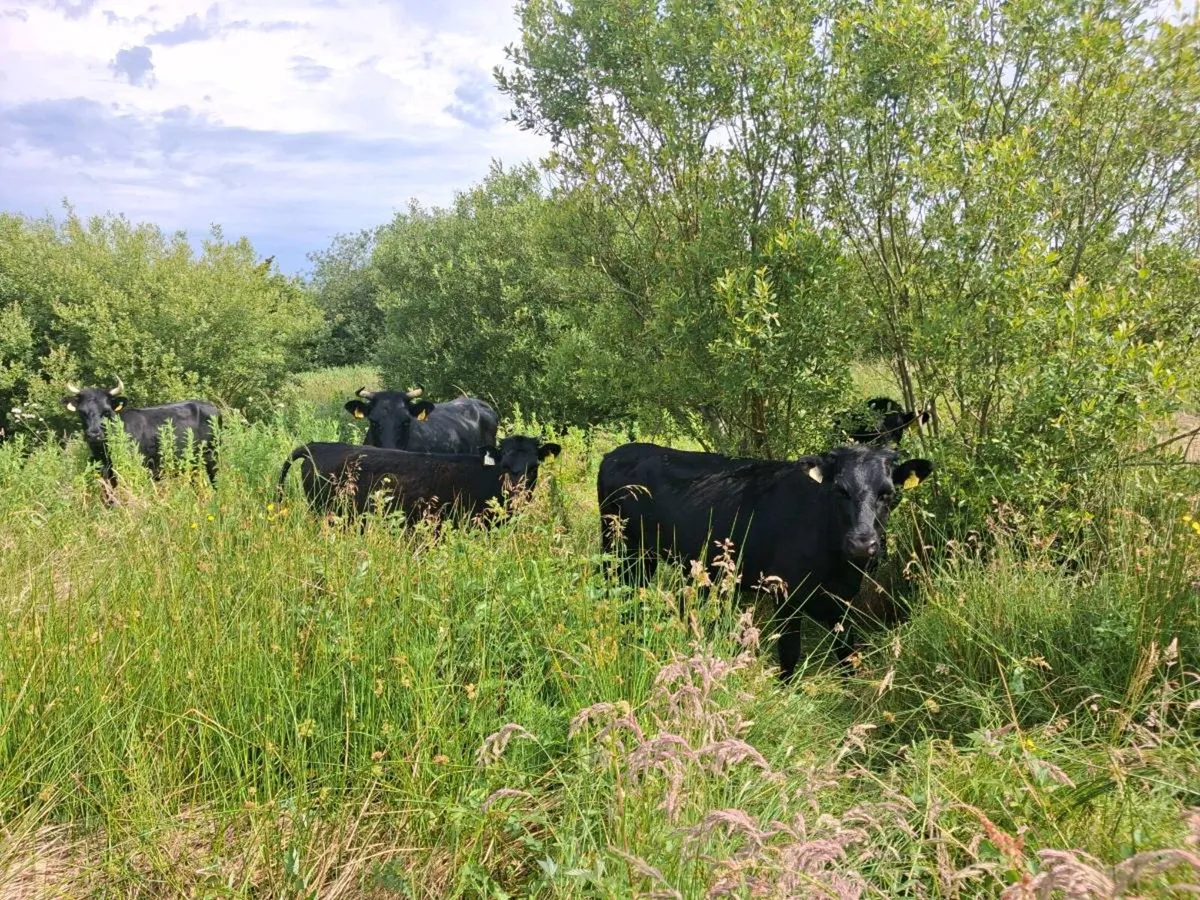 Kerry heifers, cow and calves
