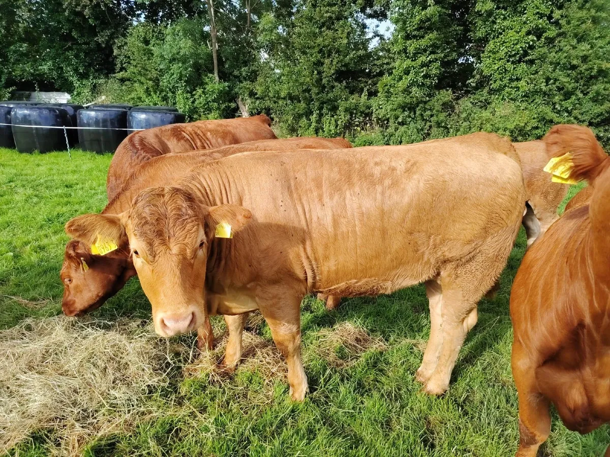 Breeding Limousin heifers - Image 2