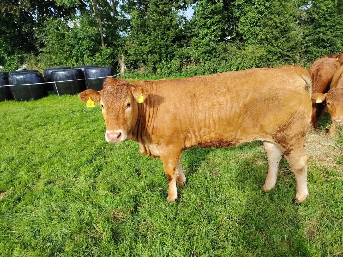 Breeding Limousin heifers - Image 3