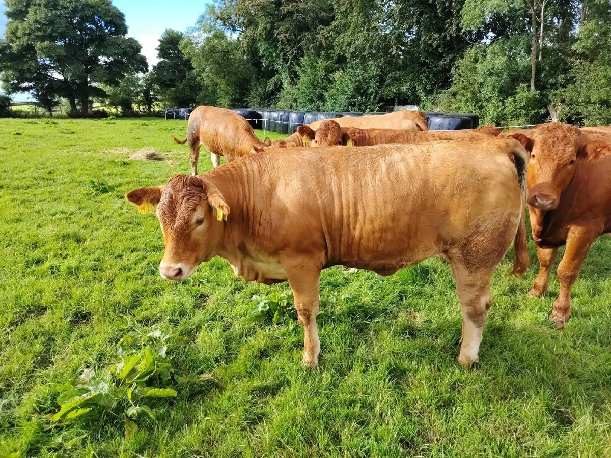 Breeding Limousin heifers - Image 4