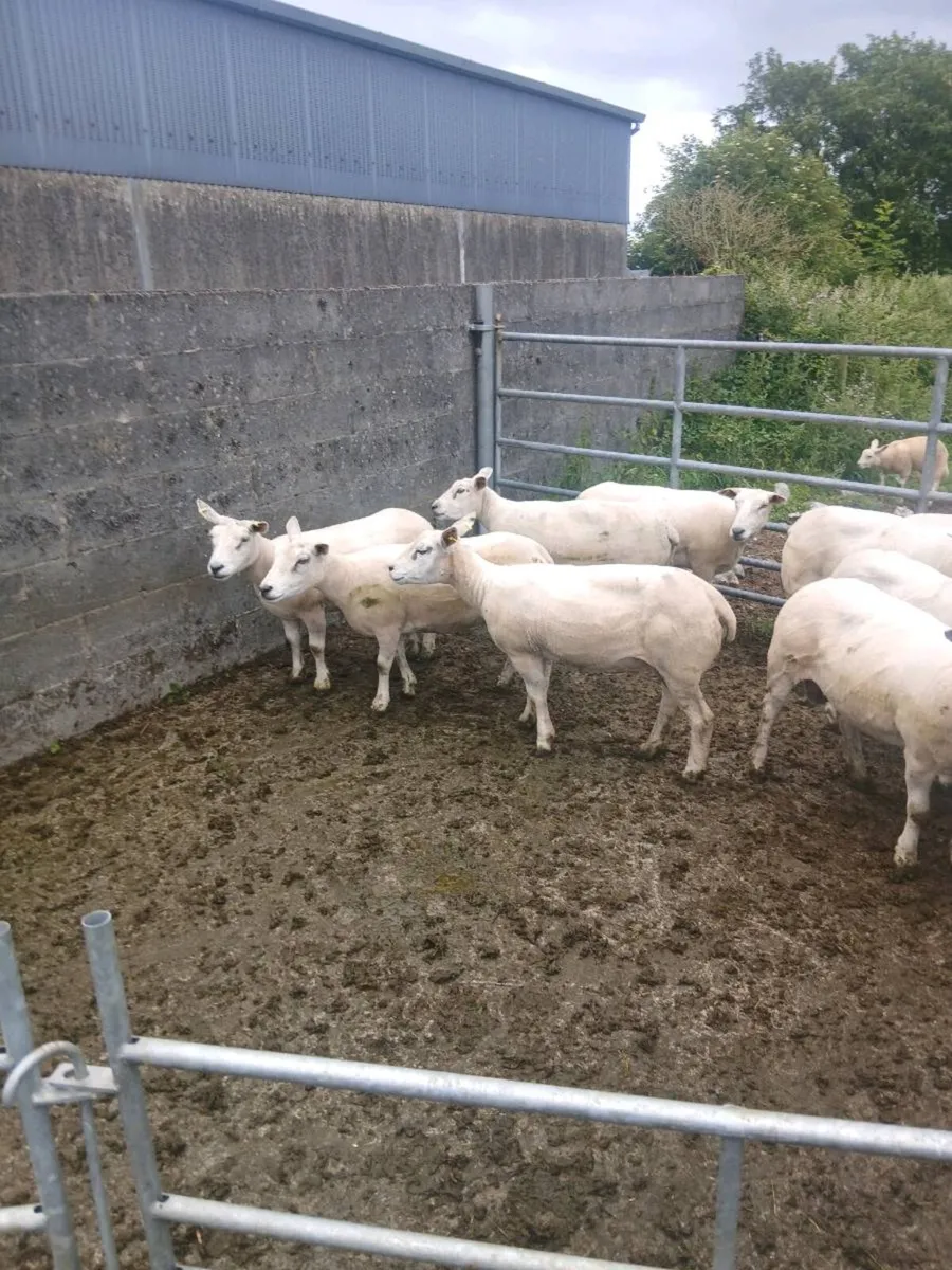 Sheep - Image 2