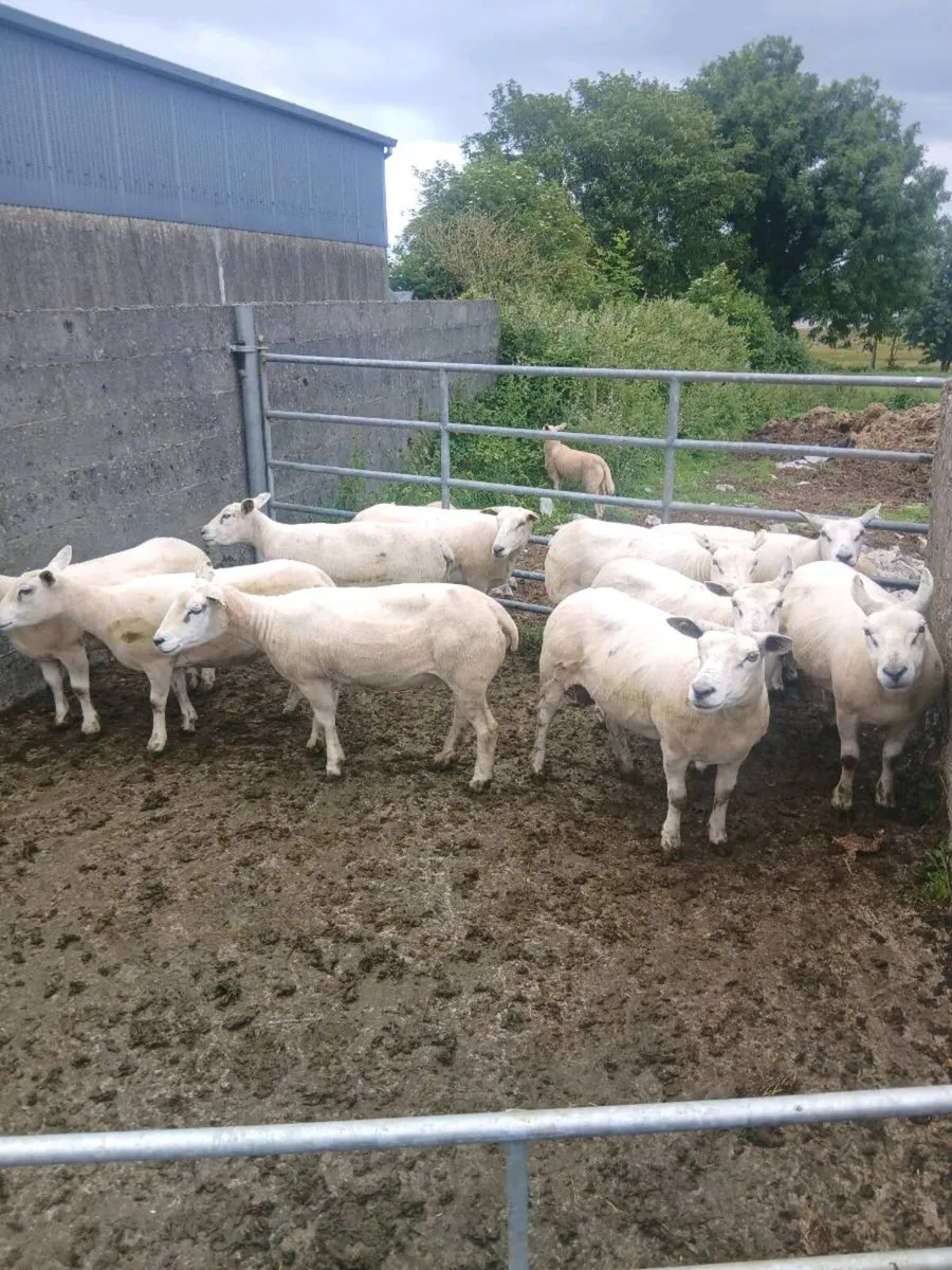 Sheep - Image 3