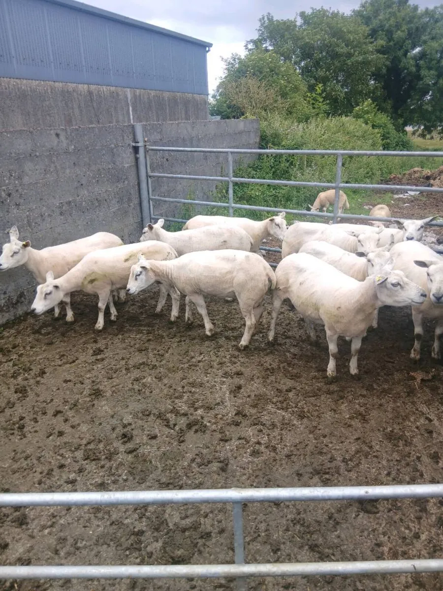 Sheep - Image 4