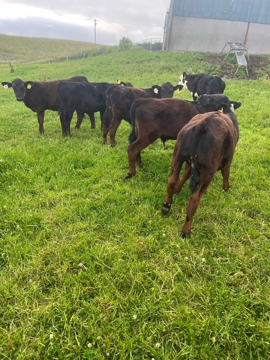 Trained to mains fence - Image 1