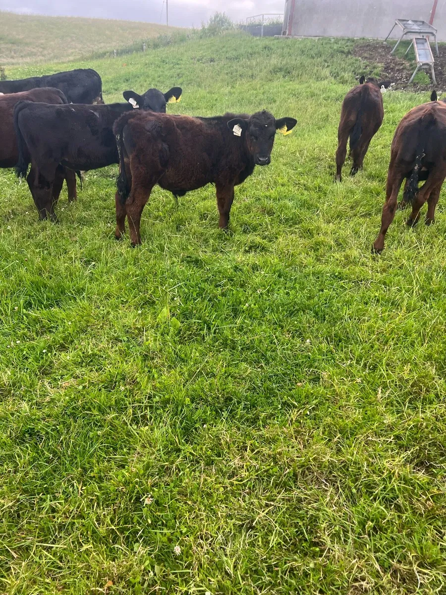 Trained to mains fence - Image 3