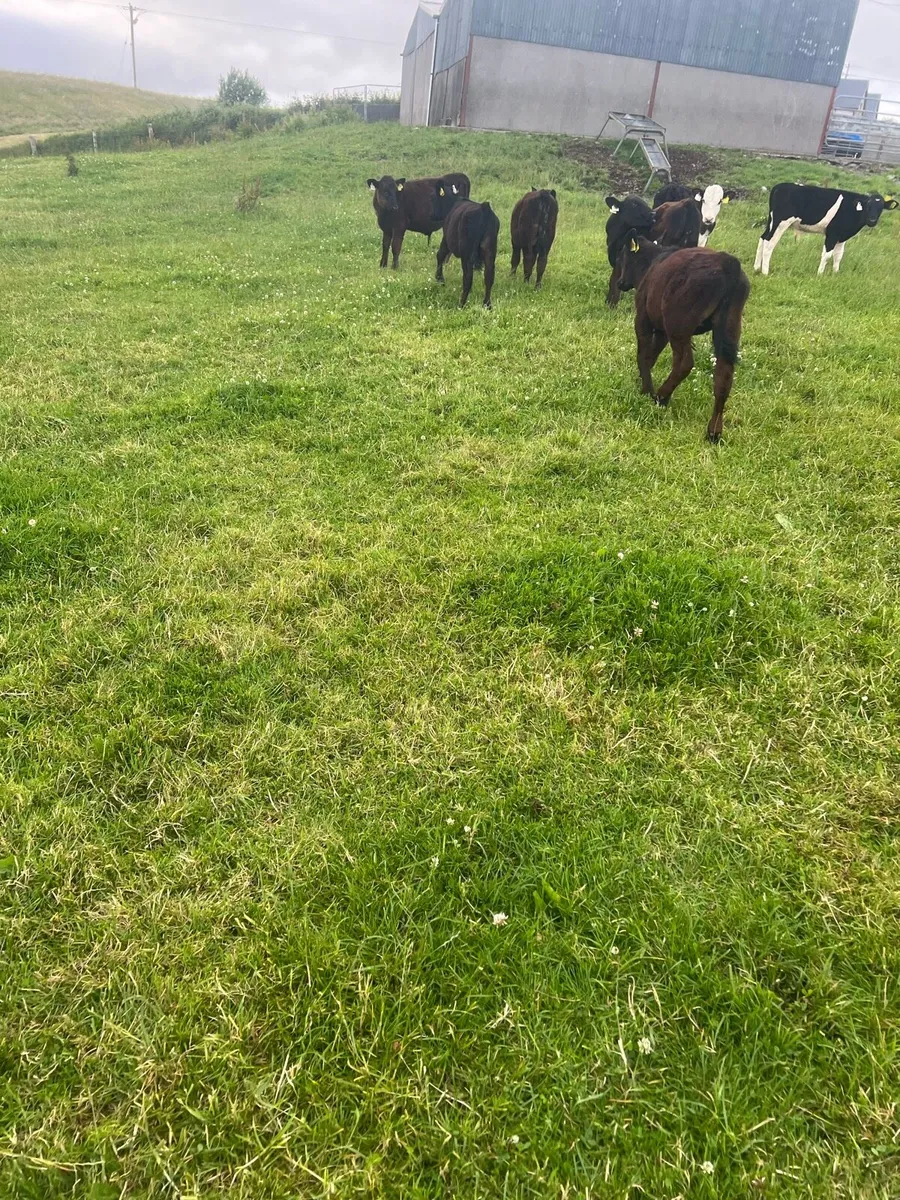 Trained to mains fence - Image 4