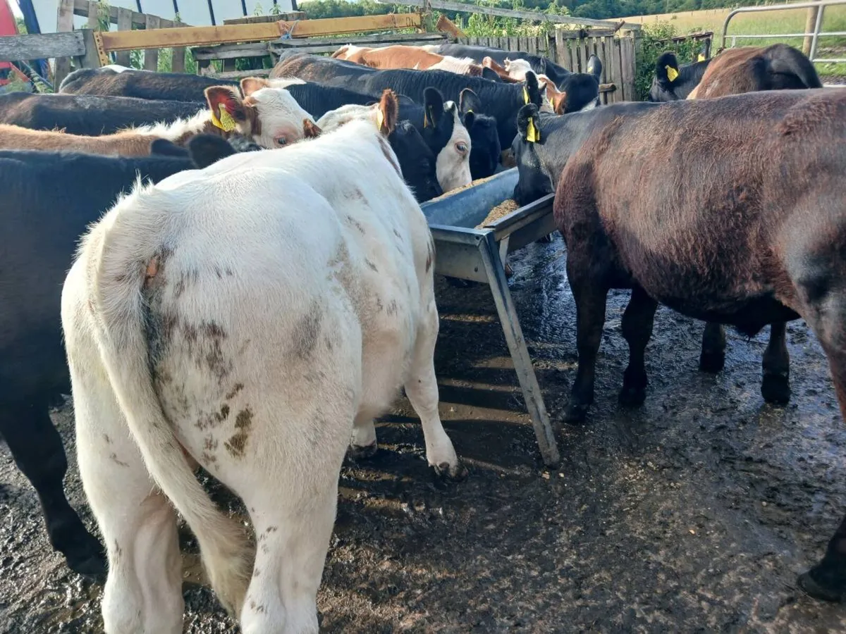 14 store bulls - Image 2