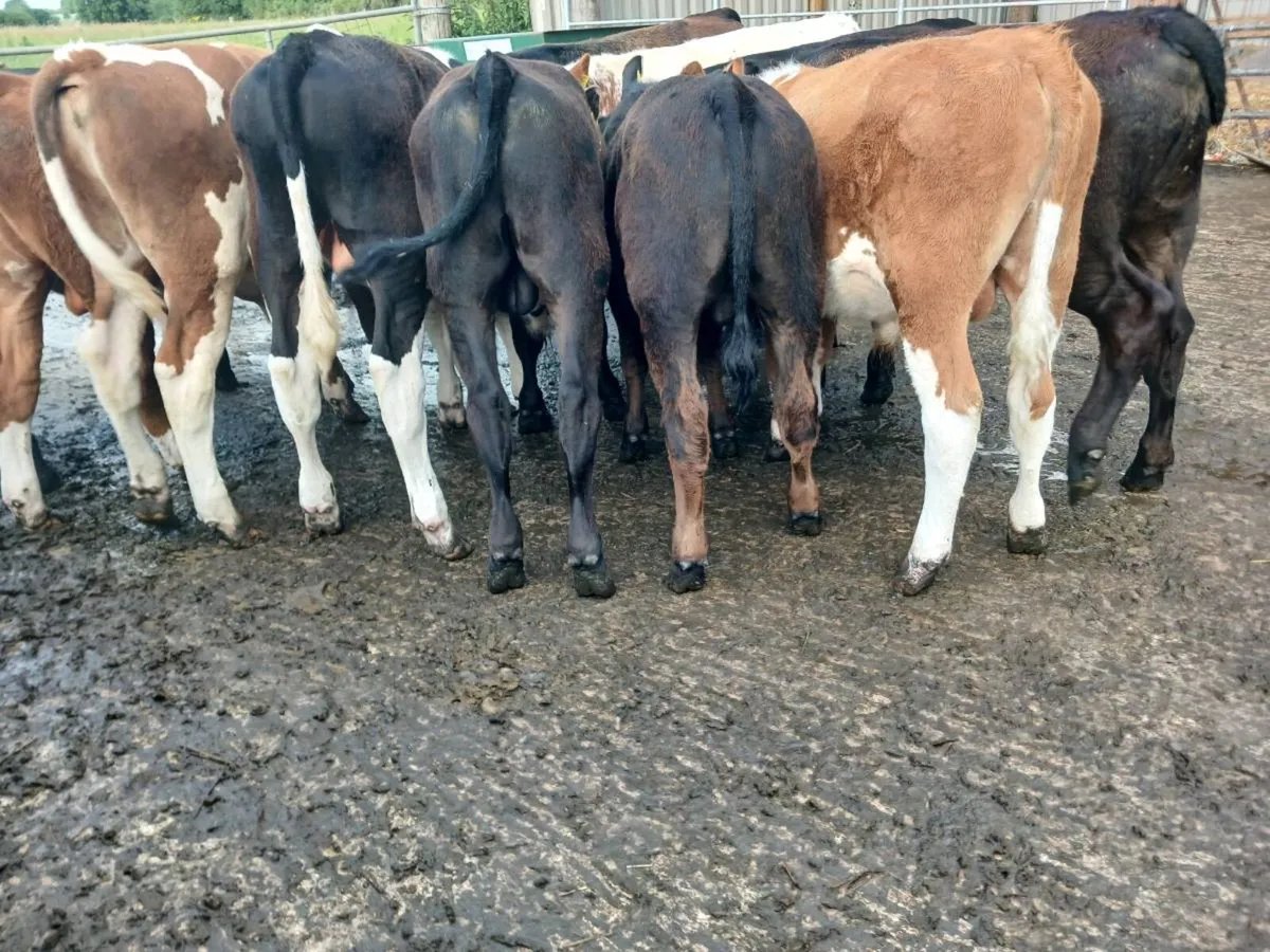 14 store bulls - Image 4