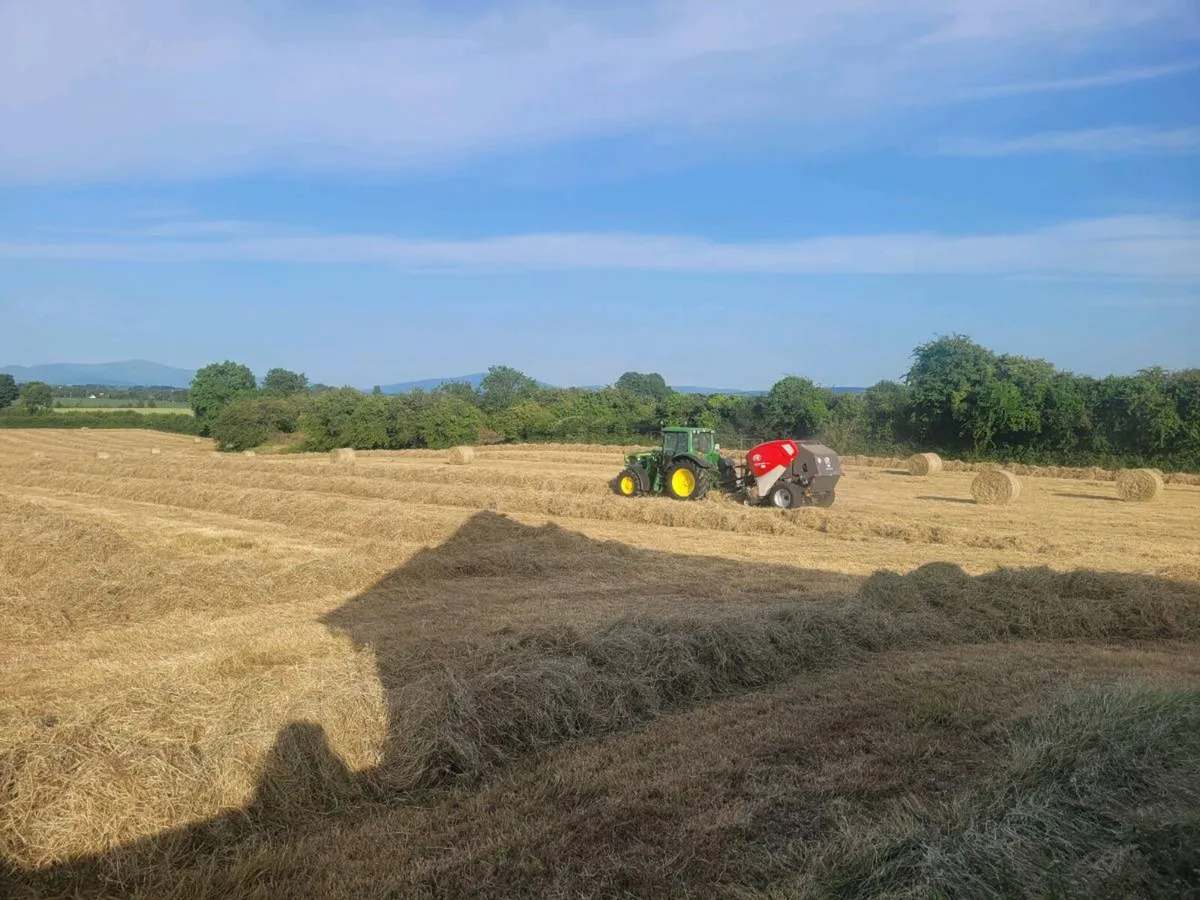 Hay for sale - Image 3