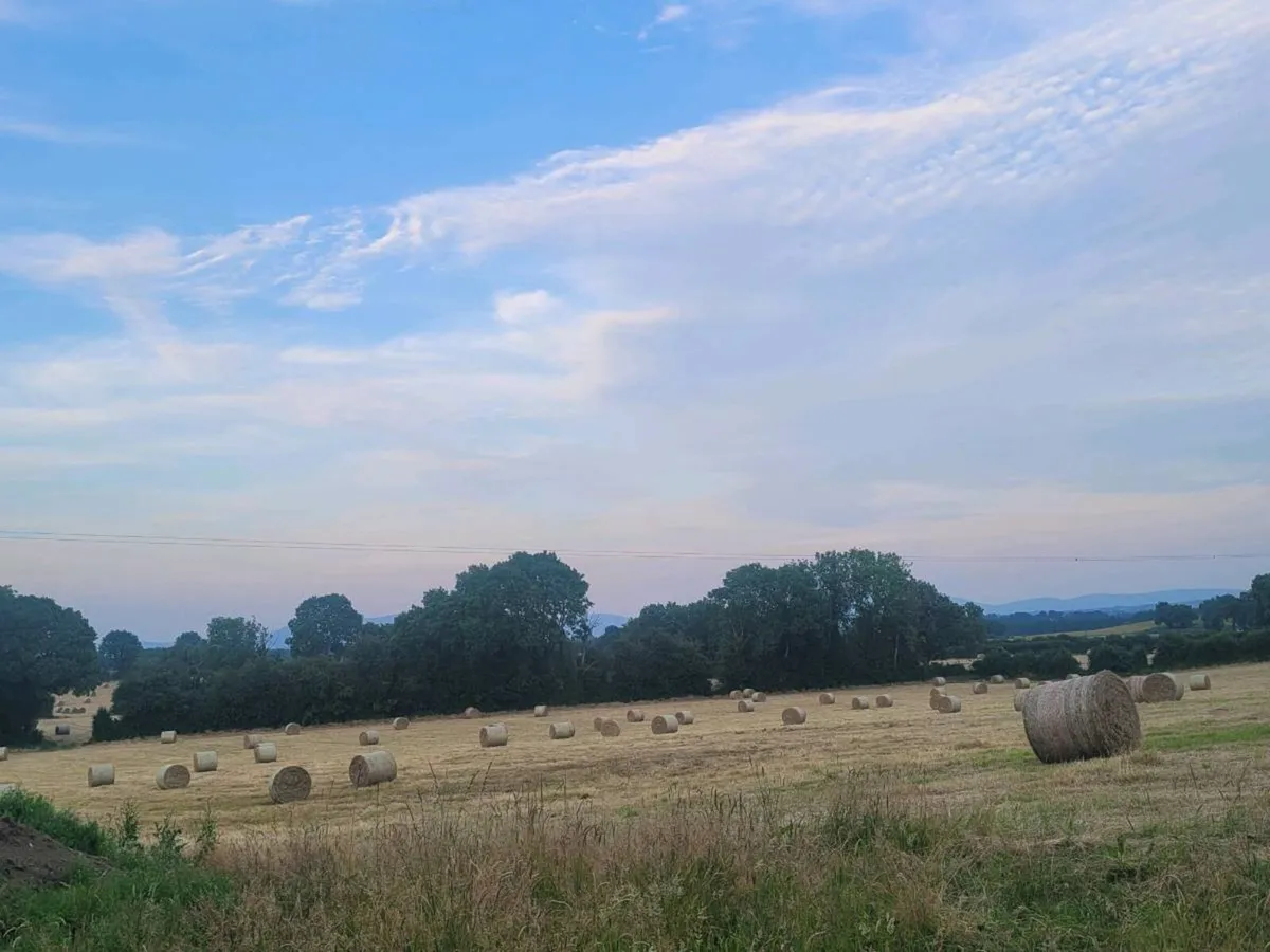 Hay for sale - Image 4