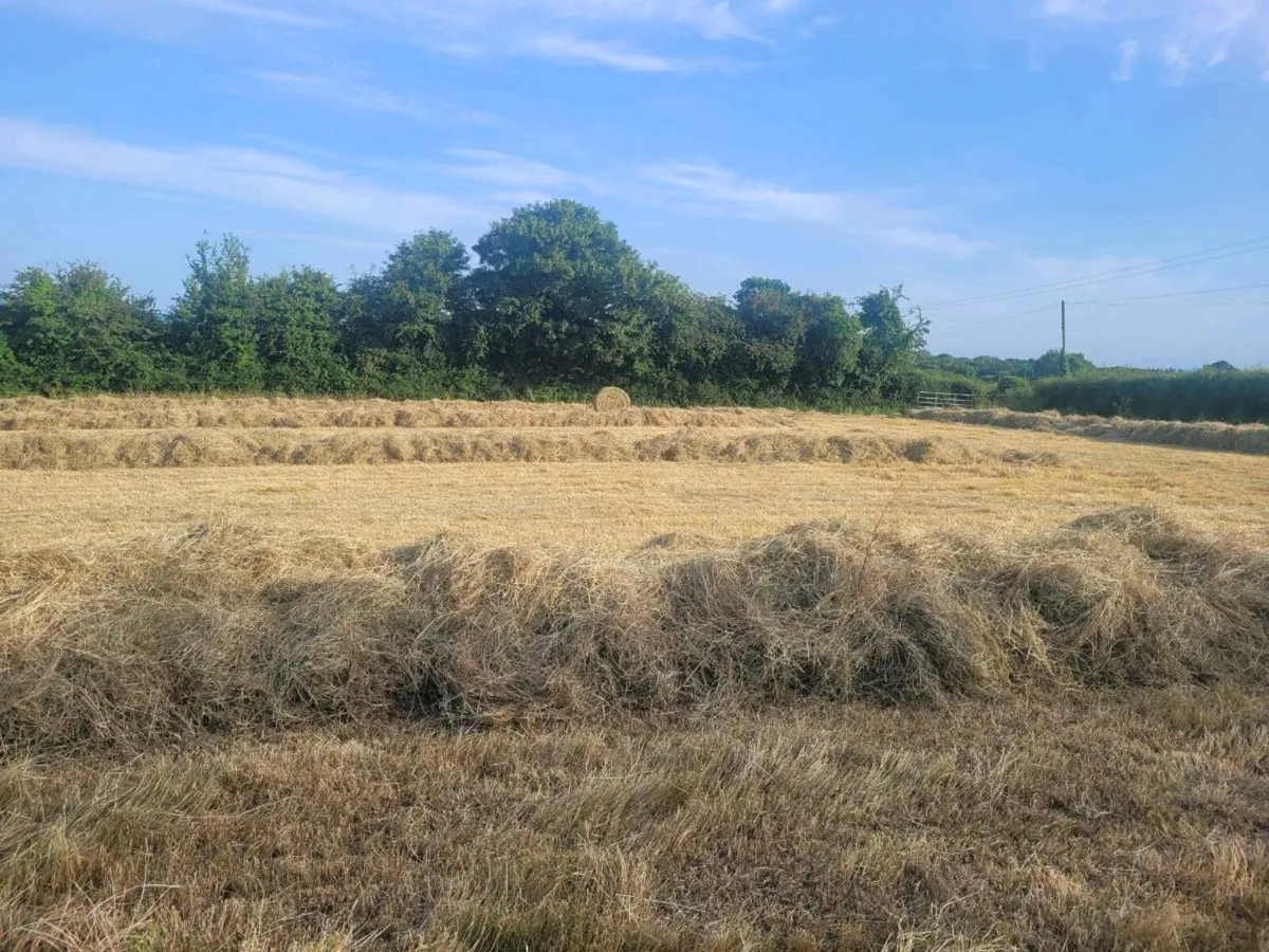 Hay for sale - Image 2