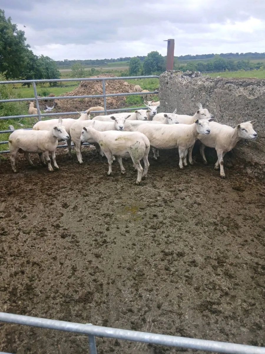 Sheep - Image 1