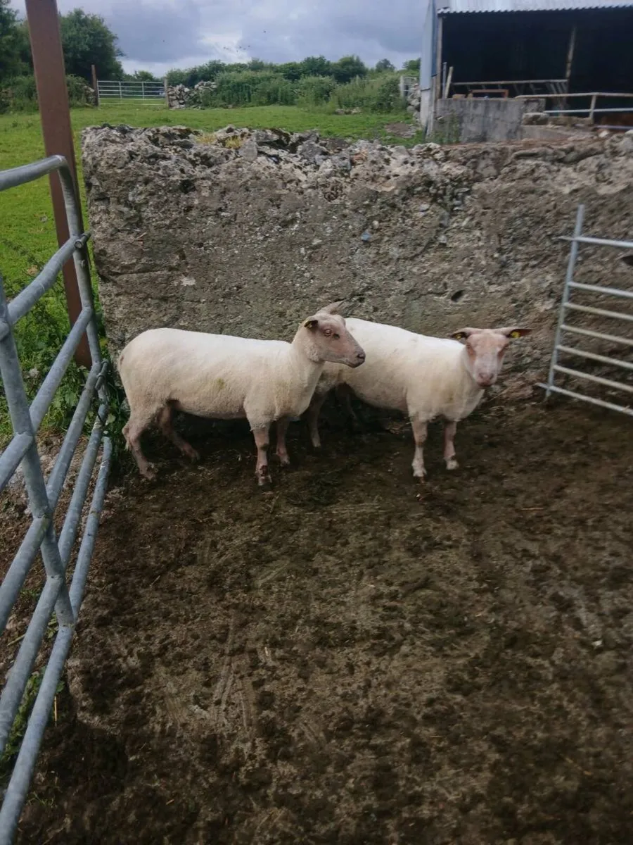 Sheep - Image 2
