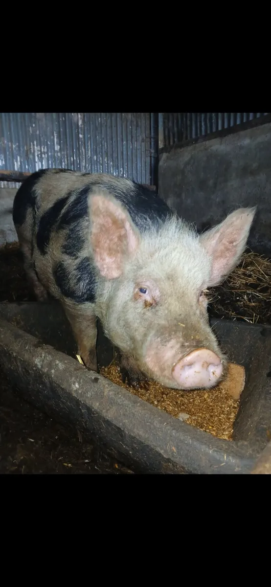 Hog, Sows and bons - Image 1