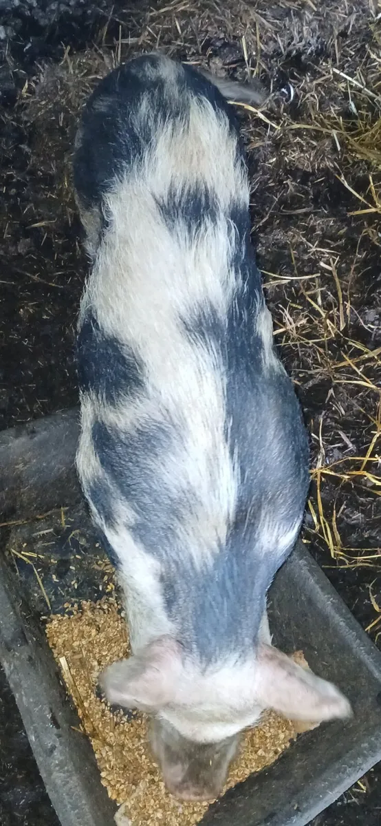Hog, Sows and bons - Image 2