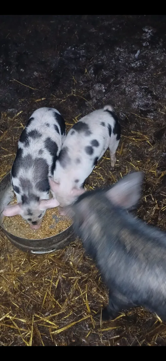 Hog, Sows and bons - Image 4