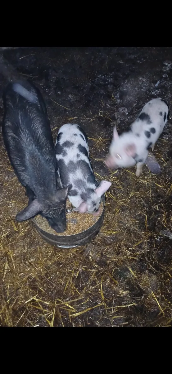 Hog, Sows and bons - Image 3