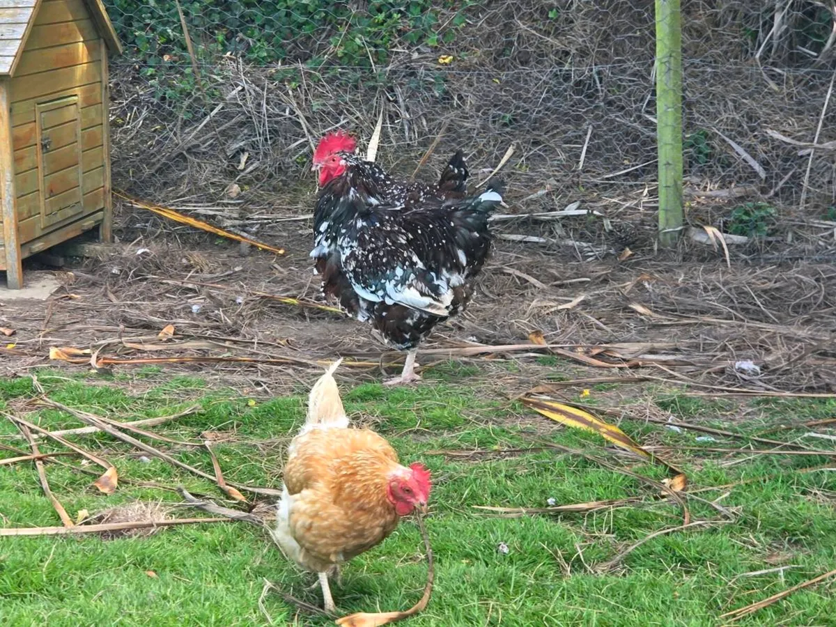 Roosters - Image 2