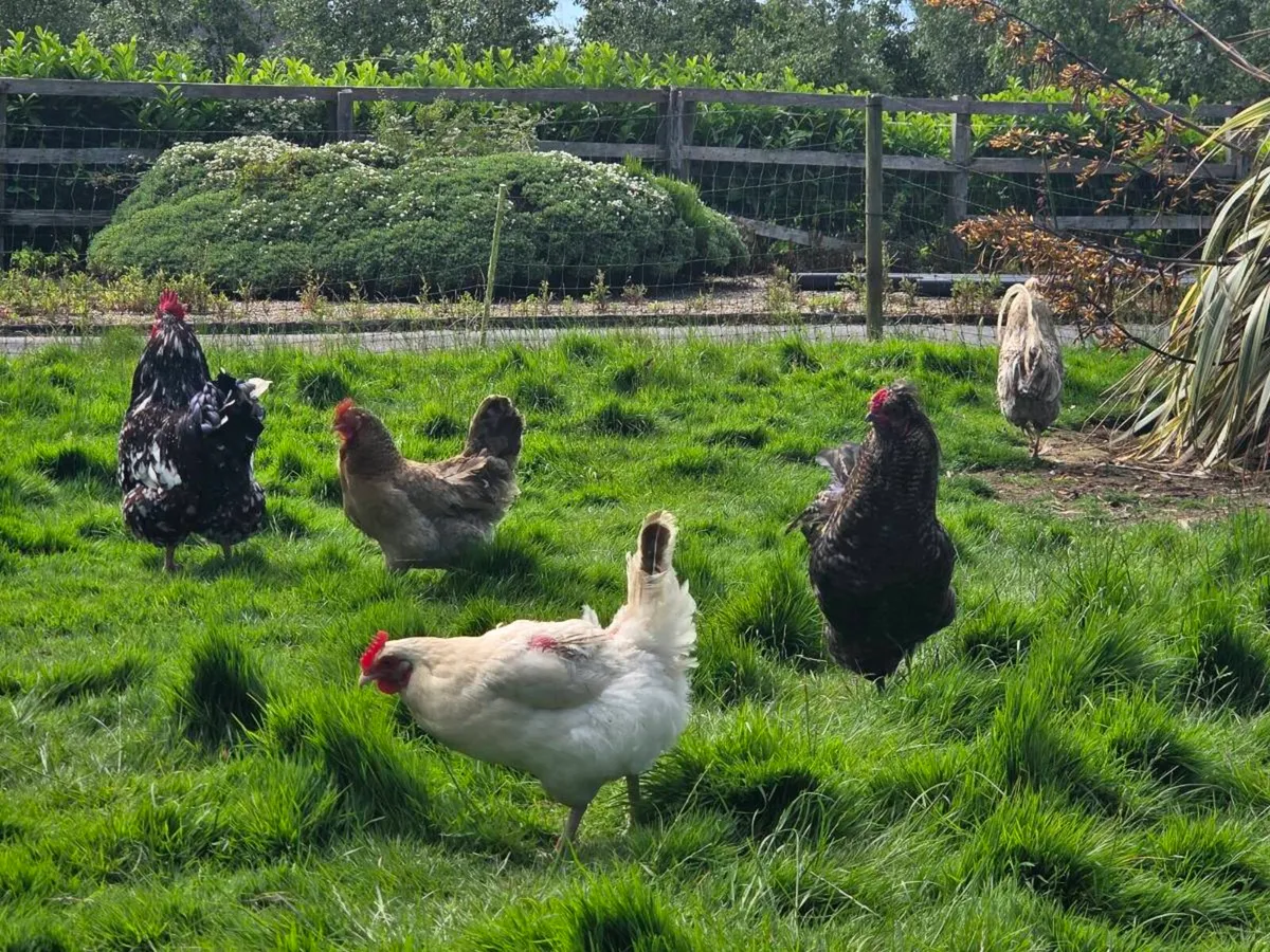 Roosters - Image 3