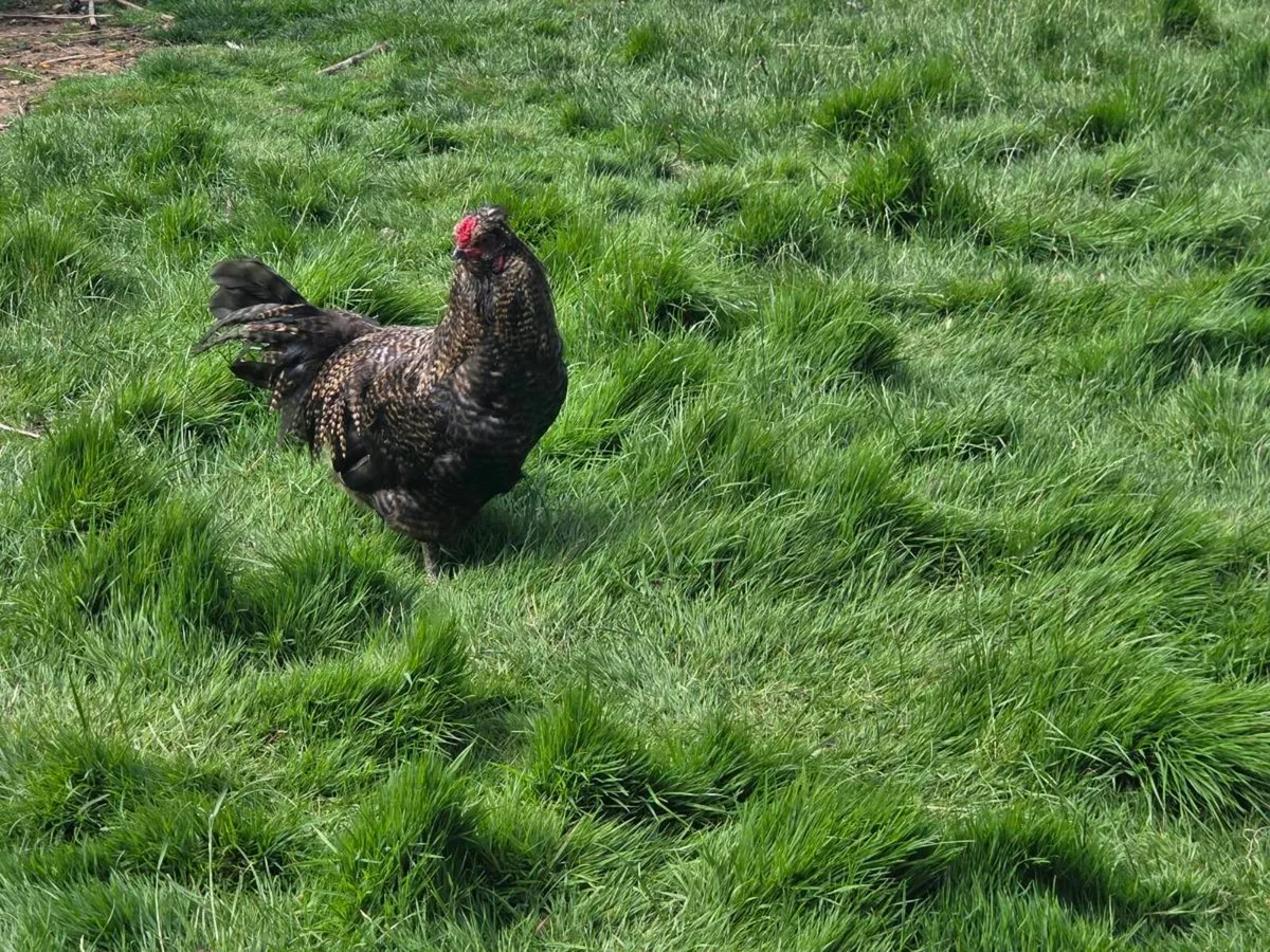 Roosters - Image 4