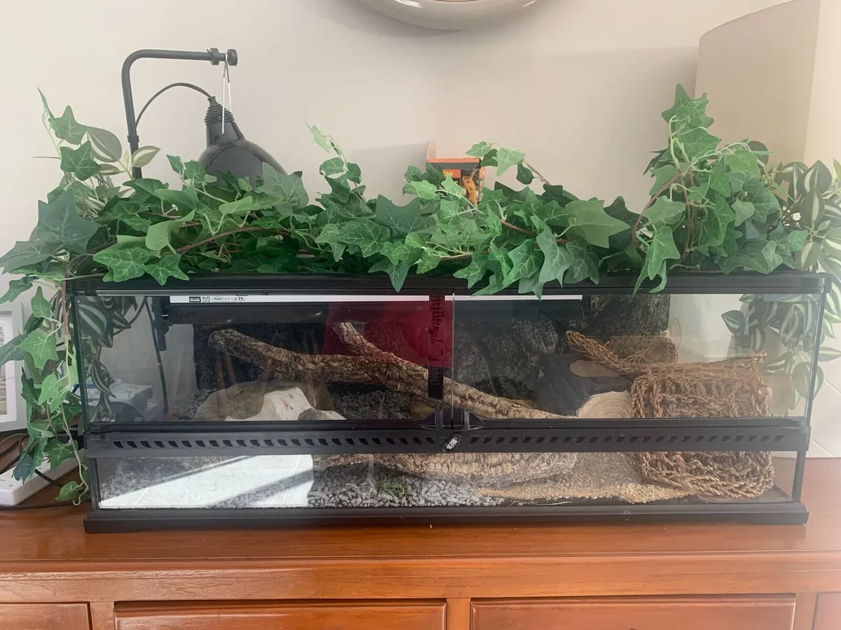 Terrarium (Exo Terra) bearded dragon set up - Image 2