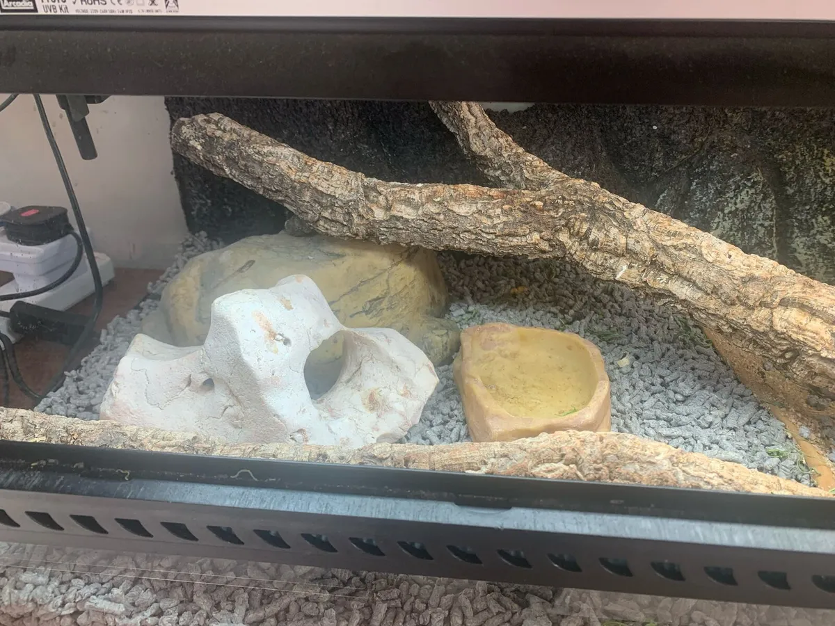 Terrarium (Exo Terra) bearded dragon set up - Image 3