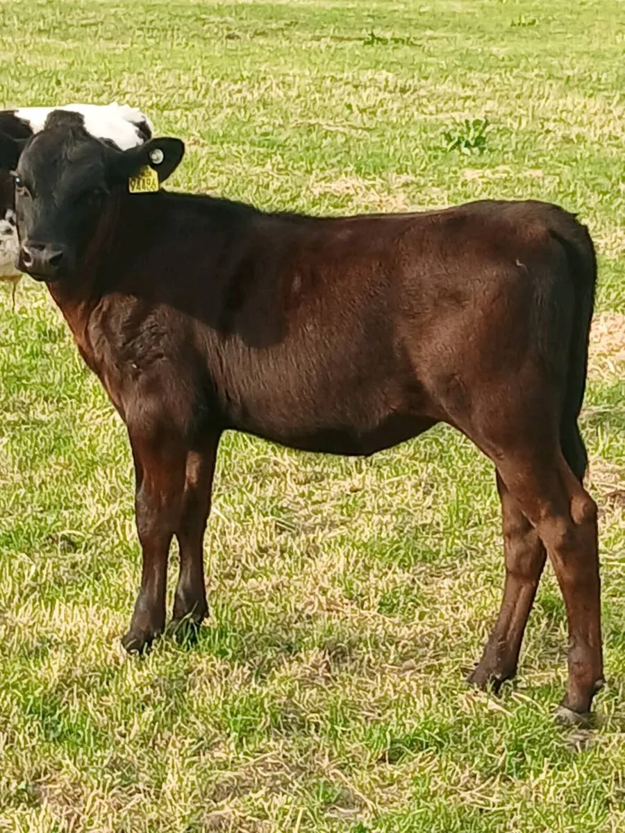 Beef Cattlr - Image 1