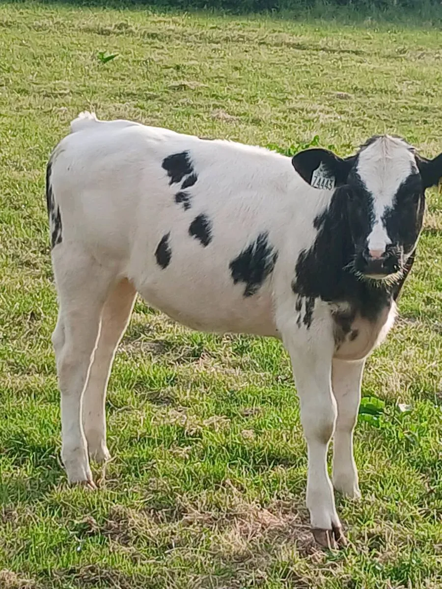 Beef Cattlr - Image 2