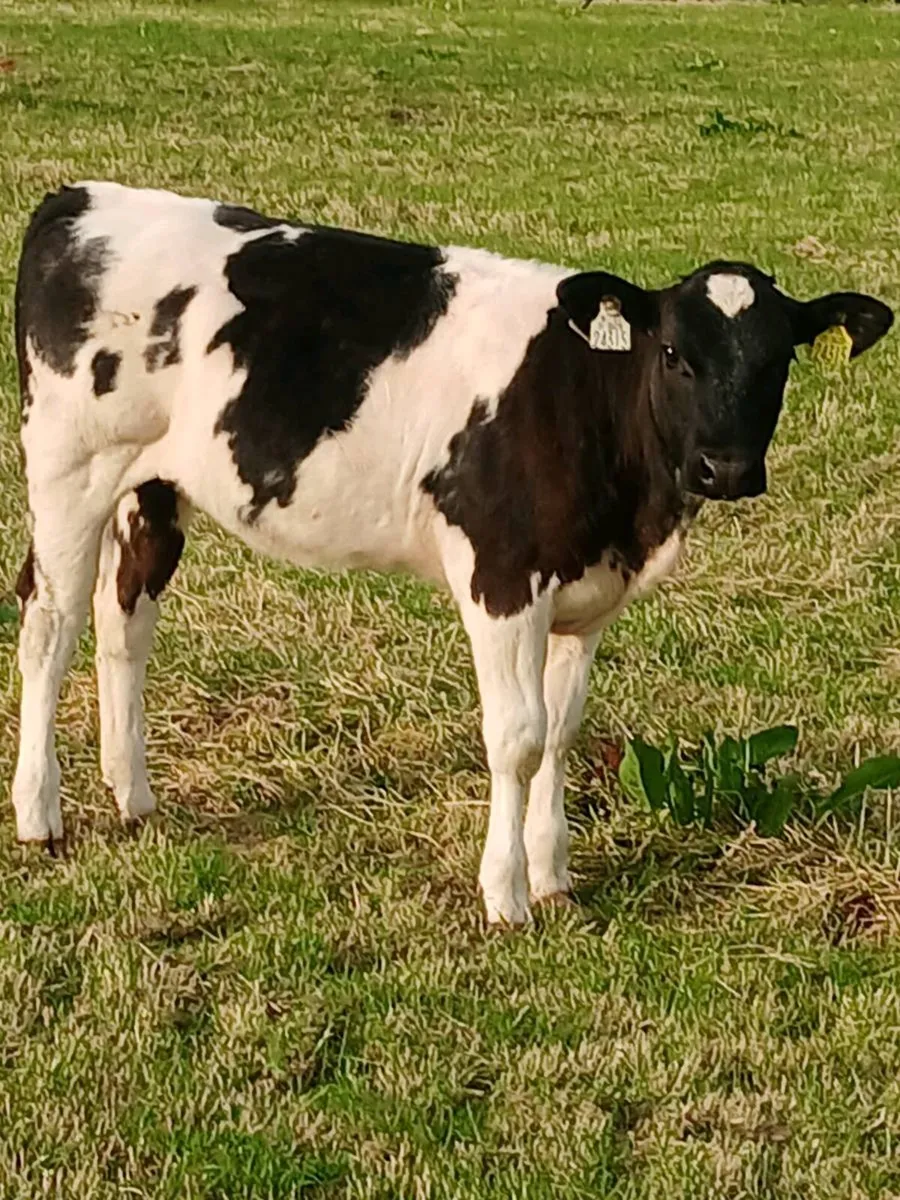 Beef Cattlr - Image 3