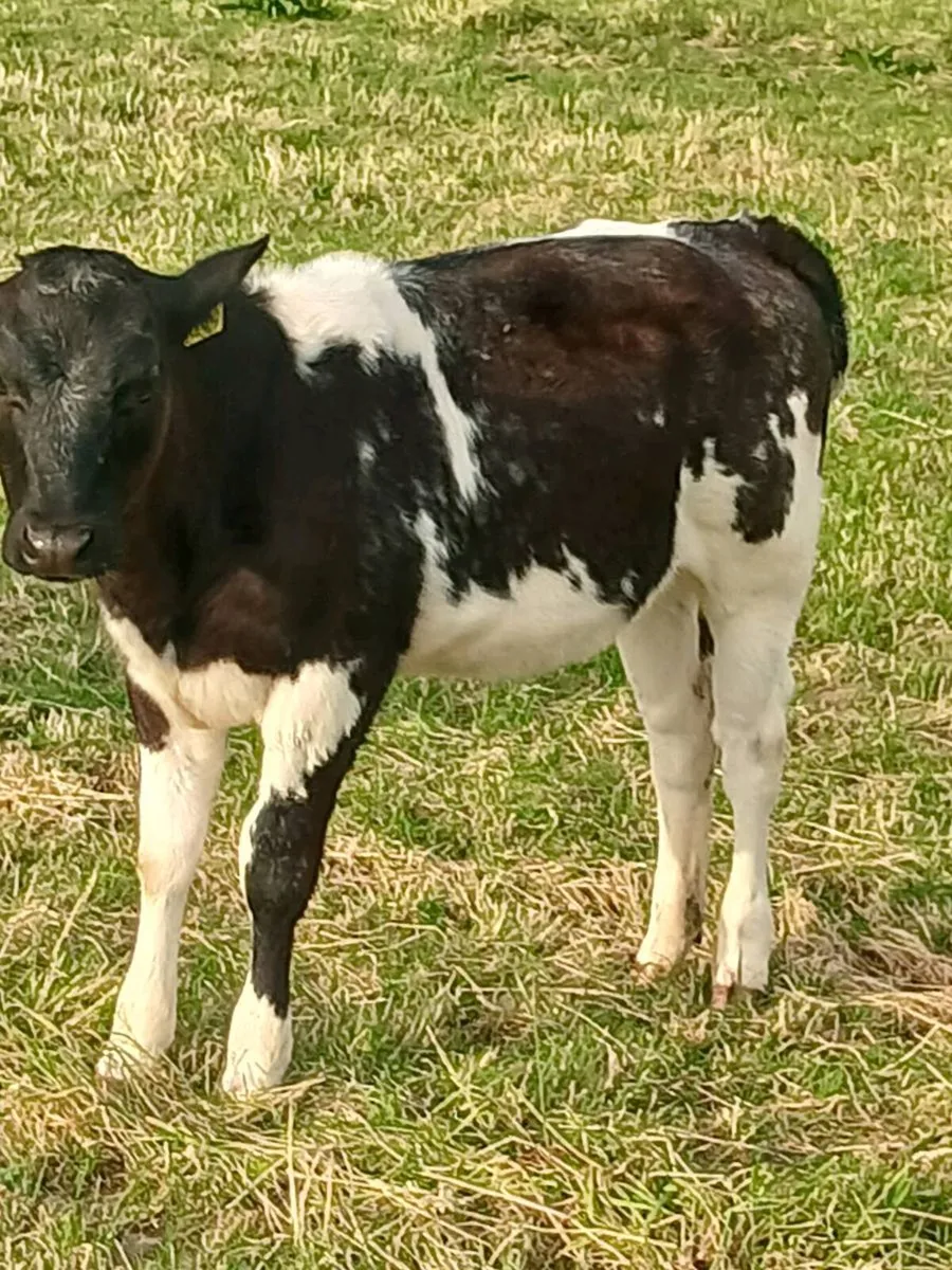 Beef Cattlr - Image 4