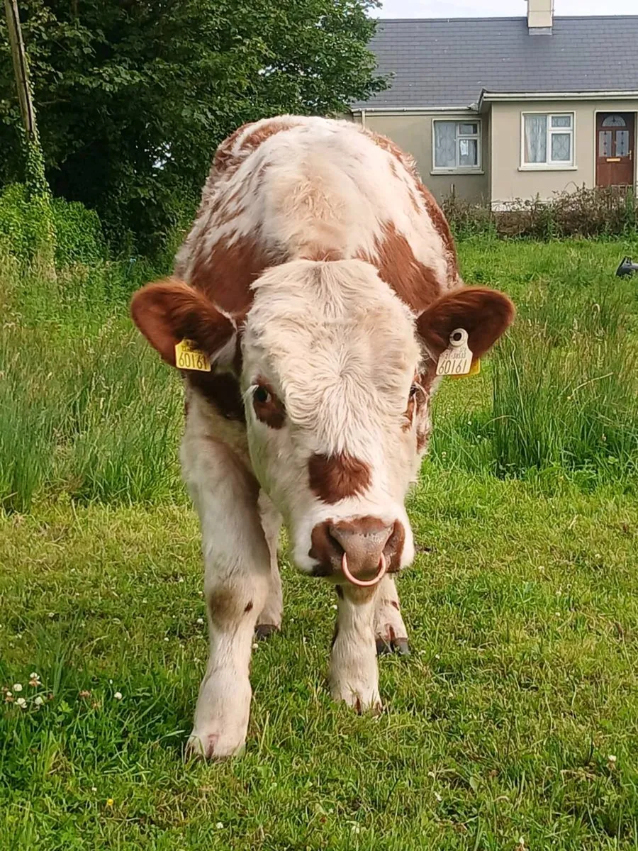 Beef cattle for sale - Image 1