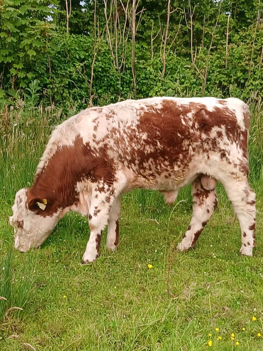 Beef cattle for sale - Image 2