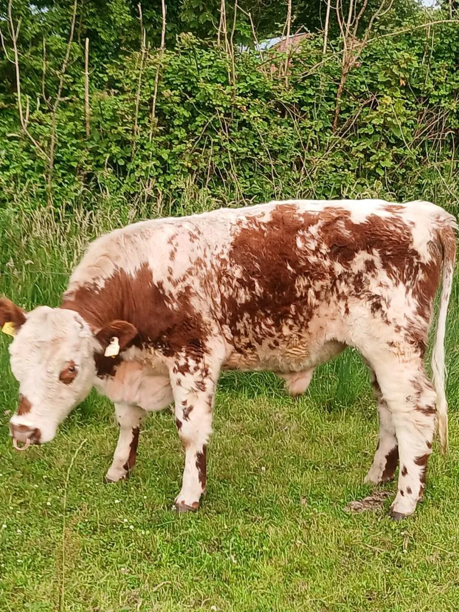Beef cattle for sale - Image 3
