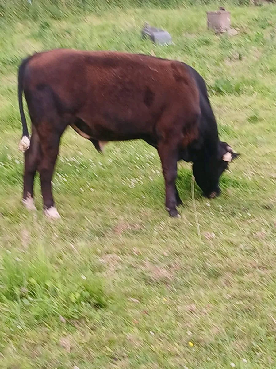 Beef cattle for sale - Image 4