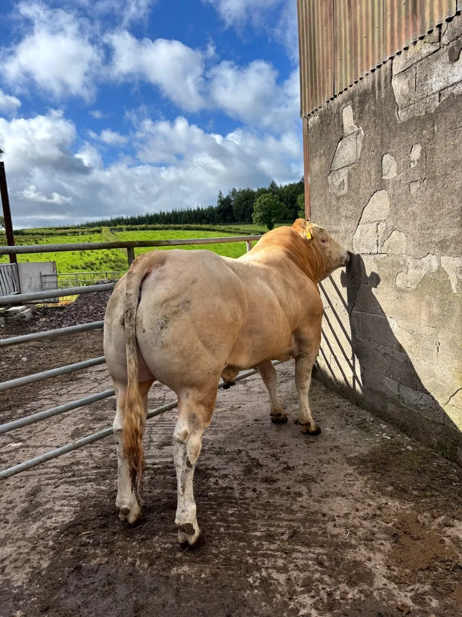 Pedigree Blonde Bull - Image 1