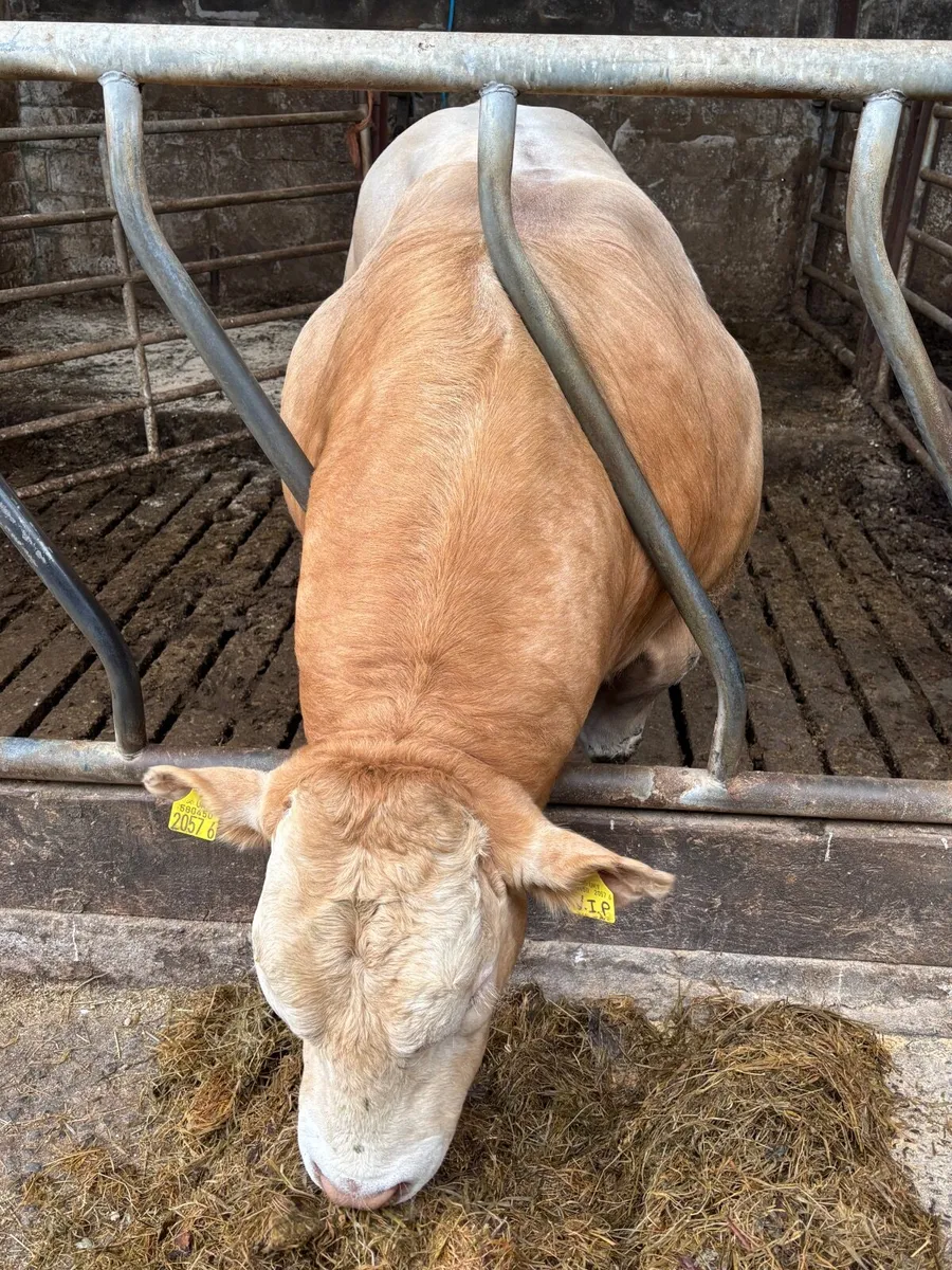 Pedigree Blonde Bull - Image 2