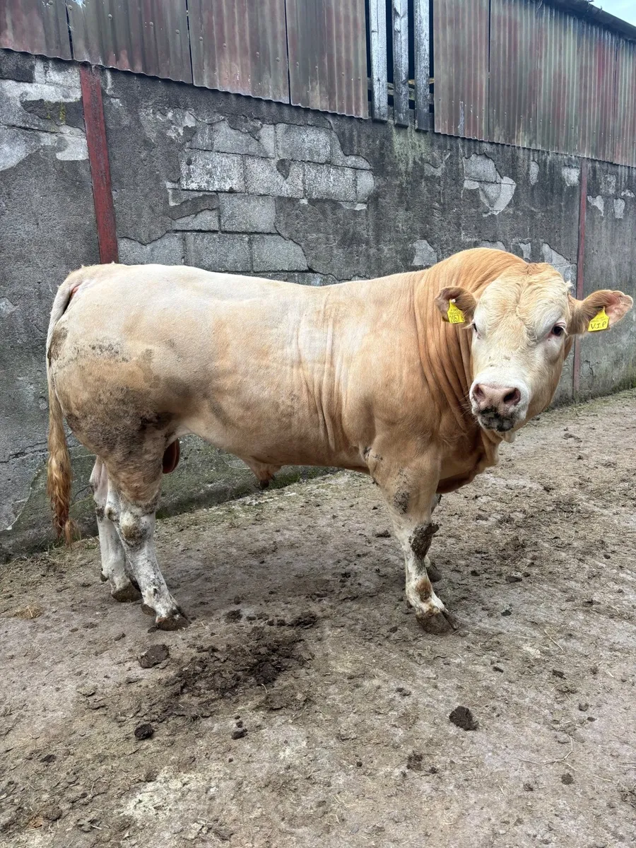 Pedigree Blonde Bull - Image 3