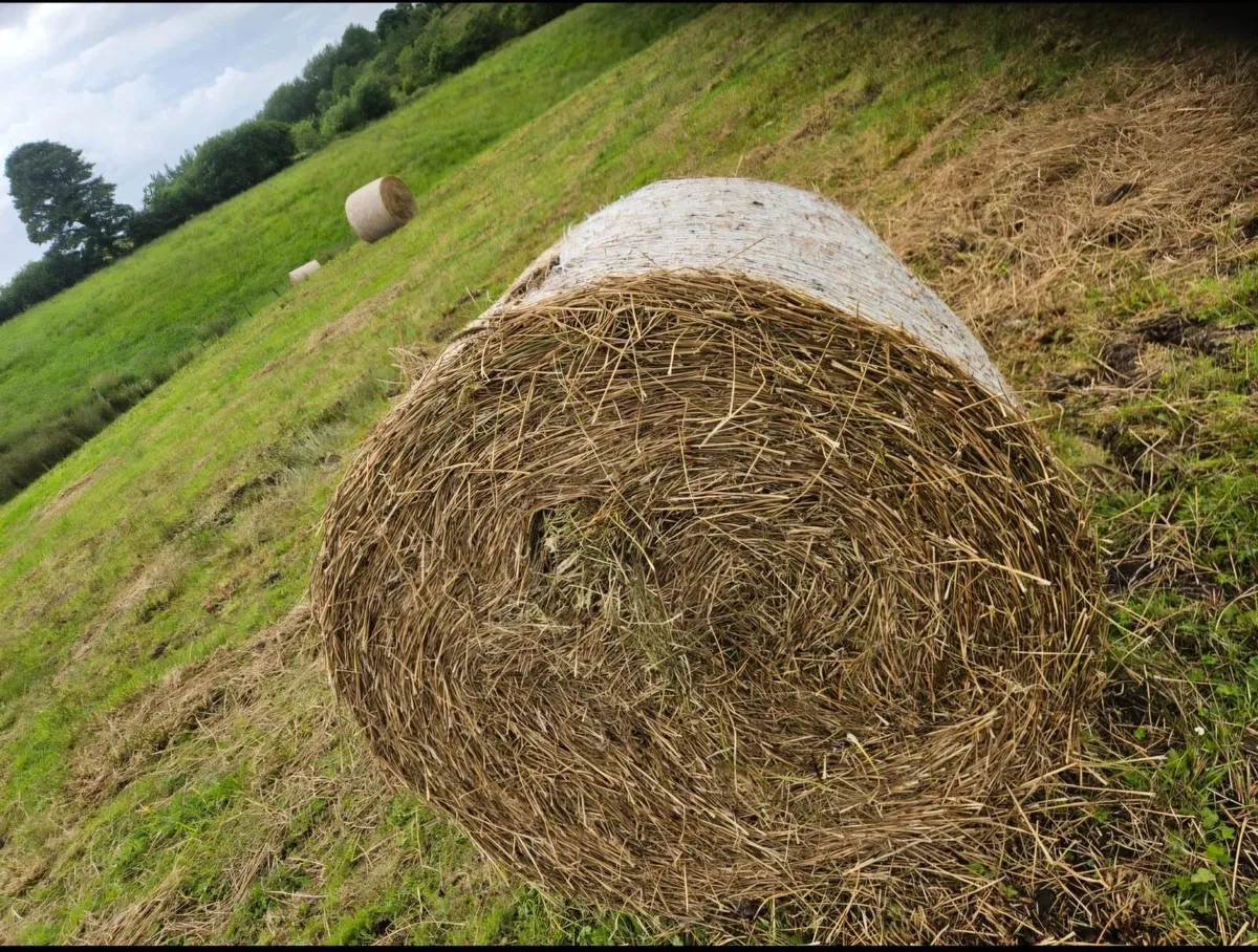 Bales of rushes